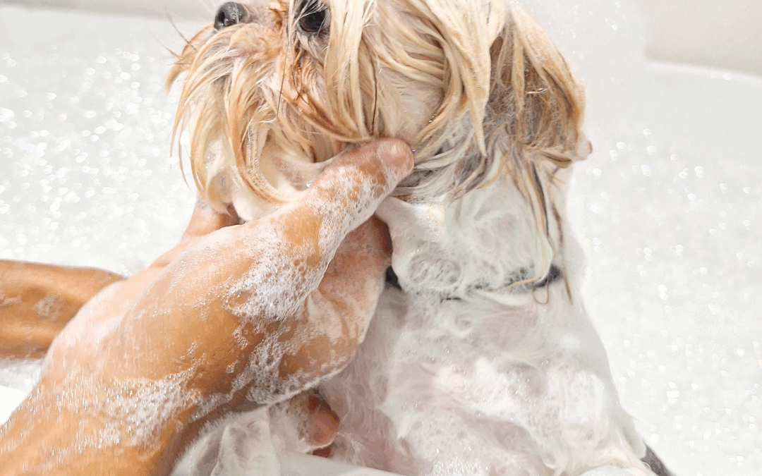 De beste natuurlijke hondenshampoos van dit moment