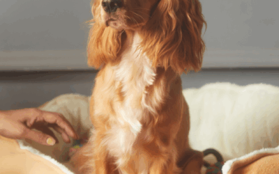 Hoe integreer je een hondenmand stijlvol in je interieur?