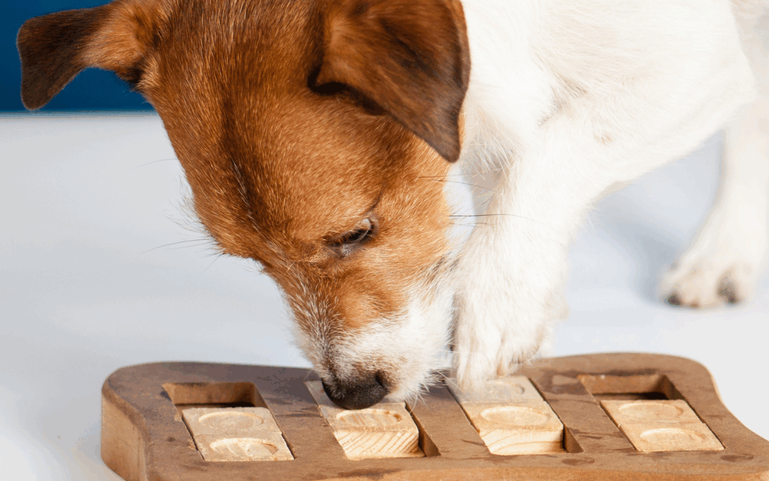Snuffelmat vs. intelligentiespel: wat past bij jouw hond?